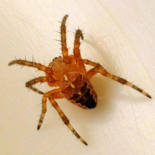 Araneus diadematus
